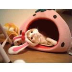 めそんこ