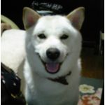 いっけー