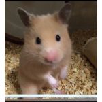 ハムスターの人