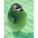 ワサビ汁