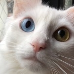 userPhoto