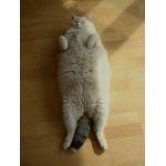 りりのすけ