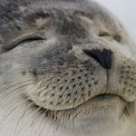 ゆきむら