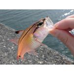 釣り芸人 べらむら