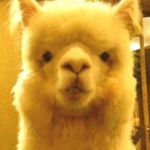 新世界の王になる男。まんごるもあ