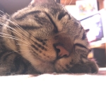 レモネード