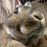 tomodon