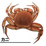 本当に蟹
