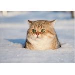 なこ