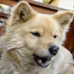 ちゃろ