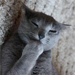 どらす
