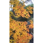 userPhoto