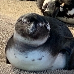 mi