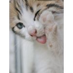 トミマル