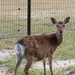 まさお