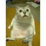 るるべる