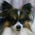 ハピリン