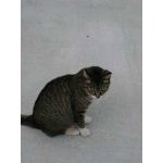 じゃす