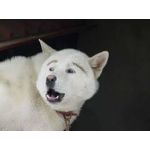 しゃち