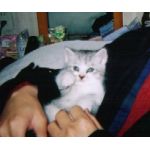 うにねこ