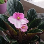Amoridere