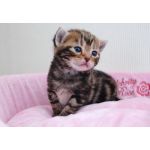 ぬーぼ