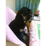 ぱぴお