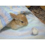 ことぶきつかさ