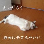 ハルト