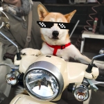 シェルツ