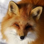 チェンダー
