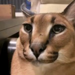 とっしー