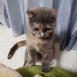 かぷんちょ・とまと