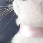 もも