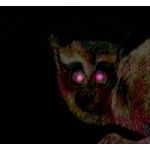 夢くん