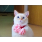 もりもり生花店