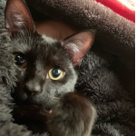 守猫