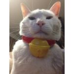 オカプゥ（4代目）