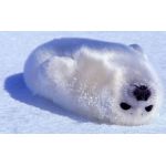 超·あざらし