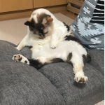 ぽっちゃんの下僕