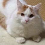 たまご焼き