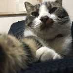 ぴて