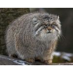神憑にゃんこ