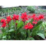 Canna_l_plantae