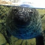 てつを@aquarium
