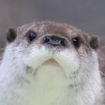 アーサーっぽいの