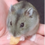 カナ