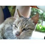 はなねこ