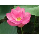 まかろにグラサン