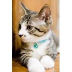 猫宮